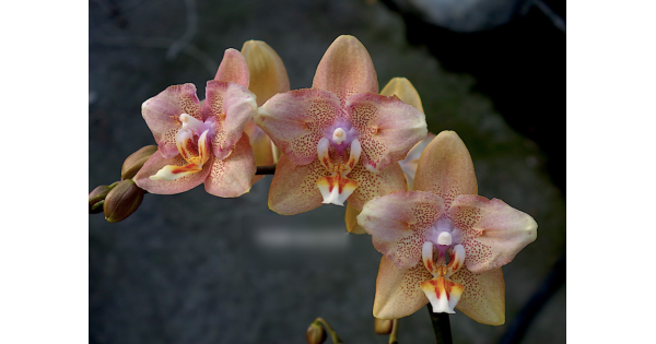 Орхiдея Phal. I-Hsin Maple Valley Pink Orange метелик - купити